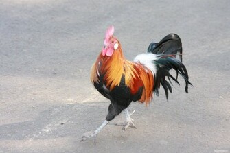 Animal Rooster Wallpaper