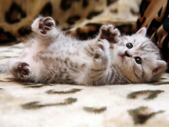 Cute Cats HD Wallpaper Check Out The Cool