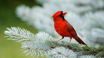 Cardinal Bird Wallpaper
