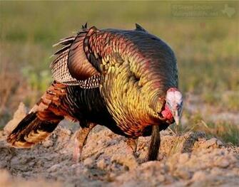 Pin Wild Turkey Wallpaper