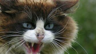 Hissing Cat Warrior Cats Forever Wallpaper
