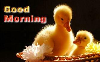 Good Morning Ultra HD Wallpaper