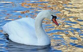 Swan Wallpaper