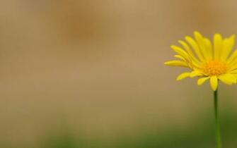 Flower Wallpaper Small Flowers