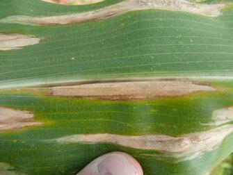 Syngenta Launches Fungicide With Three Modes Of Action