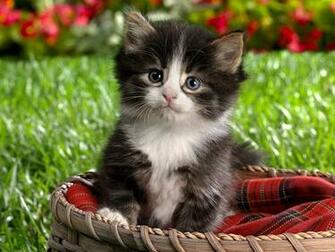 Spring Kitten Background Wallpaper HD
