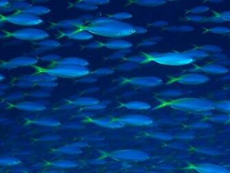 Schools Of Fish Pictures Photos Photo Gallery
