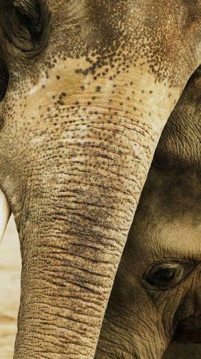 Elephant iPhone Wallpaper My HD