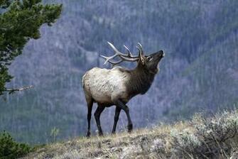 Bull Elk Elks Deer Wallpaper