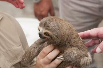 Sloths In Human Clothes Part Of Sloth Ownership