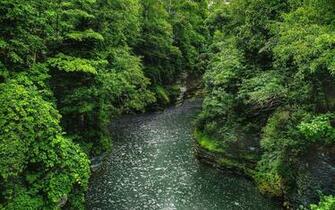 Beautiful Forest Wild River Wallpaper