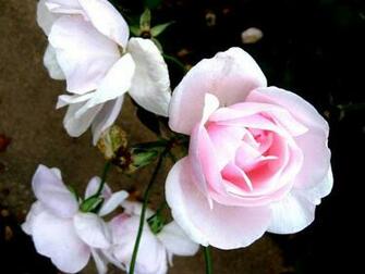 Beautiful Flower Scenery Wallpaper Nature