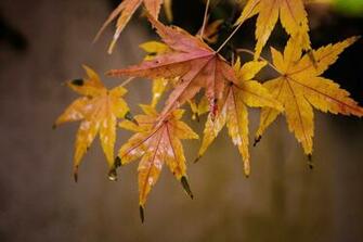 Info Autumn Road Green Starting To Fall Leafs Desktop Wallpaper Html