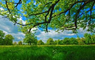 Desktop Nexus Nature HD Background Wallpaper