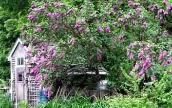 Purple Lilac Bush Wallpaper HD