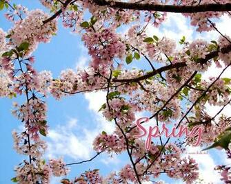 Cherry Blossoms Wallpaper Photo Kate Net Created