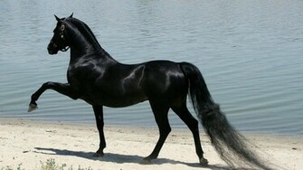Beautiful Arabian Horse Wallpaper Daily Background In HD