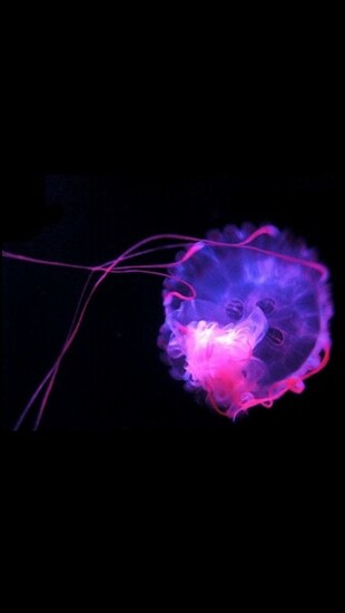 Jellyfish iPhone Wallpaper Background And