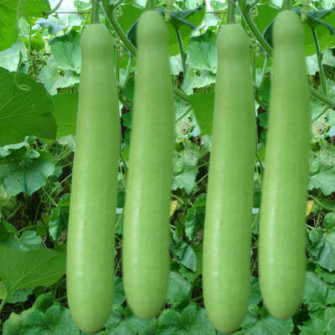 Buy Bottle Gourd Seeds Online Pioneer Agro Industry