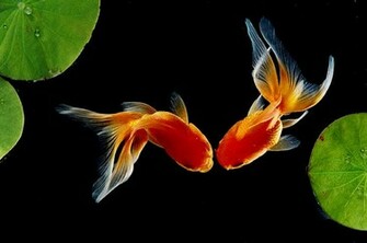Gold Fish Wallpaper Beautiful