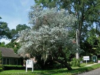 Argyle Apple Silver Dollar Tree Eucalyptus Pictures