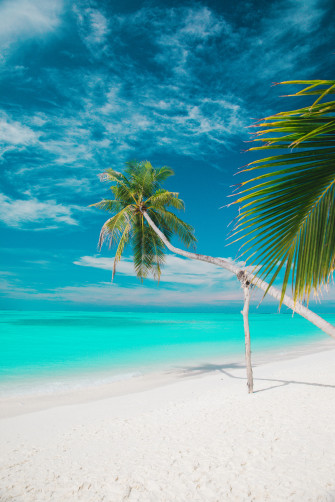 Tropics Wallpaper For Mobile Phone HD