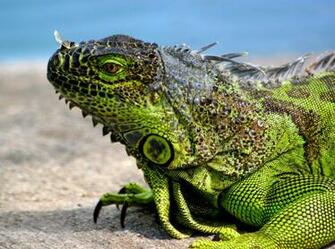 Green Iguana Wallpaper Picture