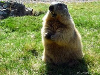 Displaying Image For Happy Groundhog Day Wallpaper