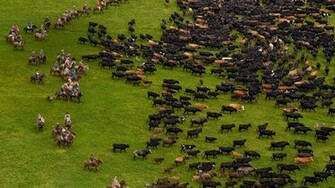 Cattle During An Annual Overnight Round Up Andes Mountains Ecuador