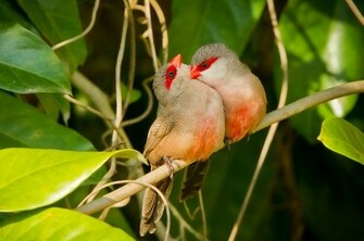 Beautiful Love Birds Wallpaper