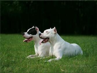 Dogo Argentino Wallpaper