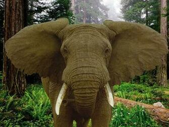 Wallpaper Elephants Best