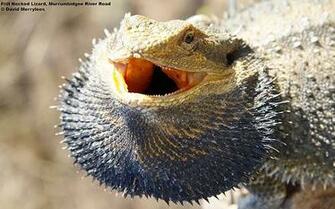 Bearded Dragon Pogona Desktop Wallpaper Road Less Travelled