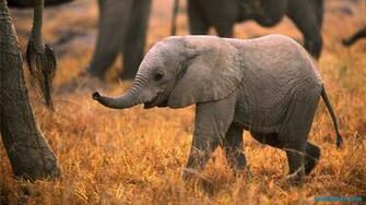 Baby Elephant Image Cartoon Wallpaper