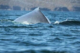 Humpback Whales In Galapagos Jumping Wallpaper