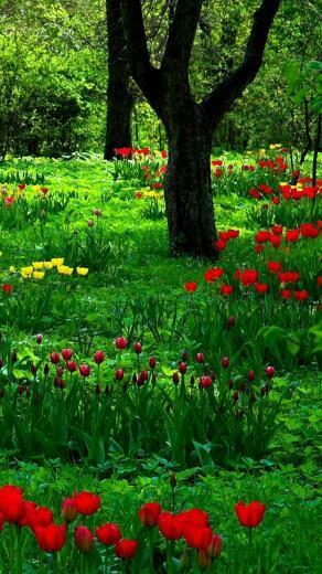 Colorful Tulips Wallpaper For iPhone