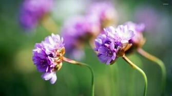 Wild Flower Wallpaper