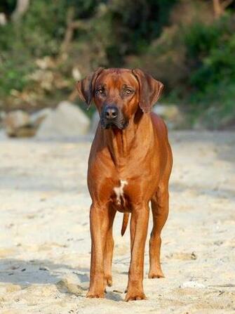 Gallery For Rhodesian Ridgeback Wallpaper
