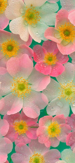 Flower Mobile Wallpaper