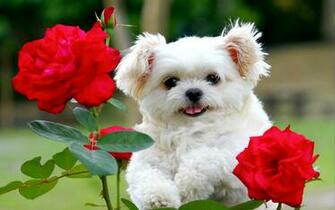 Desktop Wallpaper Of Cute Fluffy Puppy Computer