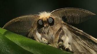 Moth HD Wallpaper Background Image Id