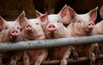 Party Pigs Wallpaper