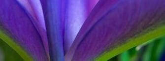 Amazing Flower Wallpaper To Add A Splash Of Color Your Devices