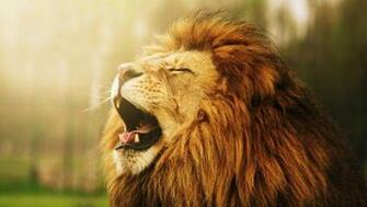 Lion Wallpaper HD Animals HDwallpaper Net