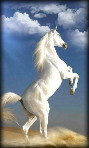 Horse Live Wallpaper App For Android