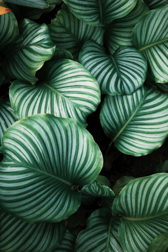 Tropical Leaves Desktop Wallpaper