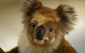 Happy Australia Day Image My Bfff S Best