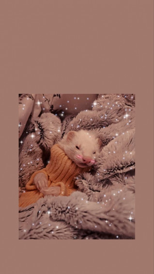 Ferret Wallpaper Phone Ferretgram