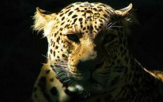 Black Leopard Background