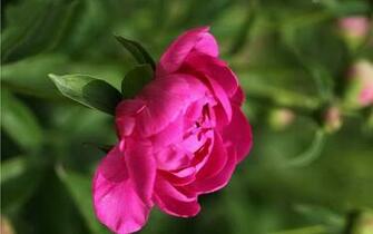 Mayflower God Peony Desktop Wallpaper Flower